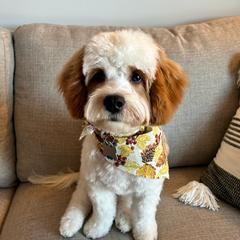 Cavachon All Grown Up from My Furry Friends