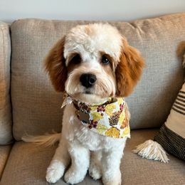 Cavachon All Grown Up from My Furry Friends