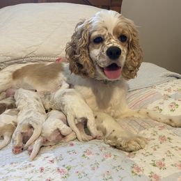 Molly - Cocker Spaniel