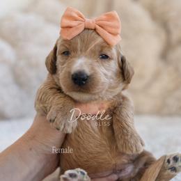Rey - Apricot female Goldendoodle puppy in Gilbert, Arizona from Doodle Bliss