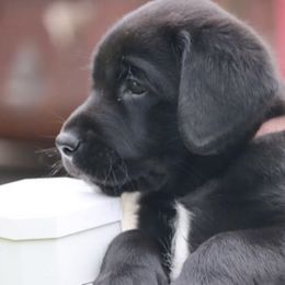 Labrador Retrievers from Maya's World Labradors with Love