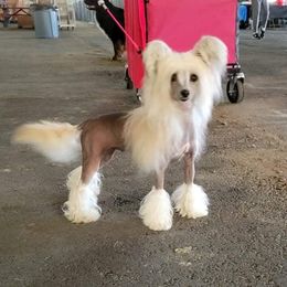Juliette - Chinese Crested