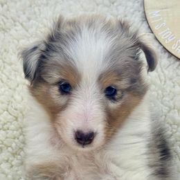 IRIS - Blue merle female Toy Shetland Sheepdog puppy in Livonia, Michigan from M7’s Shelties, Toonies & AussieDoodles