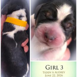 Girl 3 - Black white and tan female English Springer Spaniel puppy in Silverdale, Washington from TimberVale Springers