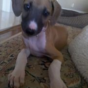 "Kel Simoon Nurisha (Risha)" Azawakh Puppies from Kel Simoon Azawakh