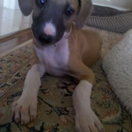 "Kel Simoon Nurisha (Risha)" Azawakh Puppies from Kel Simoon Azawakh