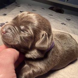 Chocolate Female - Chocolate female Labrador Retriever puppy in Lagrange, Ohio from SKI Labradors