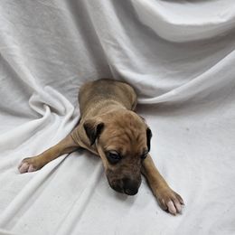 Italian Greyhound Puppies from Heartland Iggys