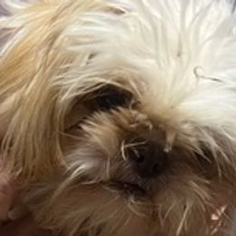 Shih Tzus from Diana's Shih Tzus