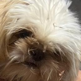 Shih Tzus from Diana's Shih Tzus