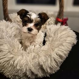 Yorkshire Terrier Puppies from Letterman Yorkies