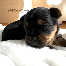 Tinsel - Black and tan female Yorkshire Terrier puppy in California from All Star Yorkies