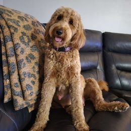 Luna - Goldendoodle