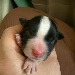 Girl 7 - Black and white female Border Collie puppy in Bryantown, Maryland from Bellaclan Border Collies
