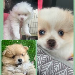 Pomeranian and Pomsky Puppies from Southern Poms of Texas