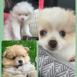 Pomeranian and Pomsky Puppies from Southern Poms of Texas