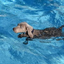 Weimaraner Puppies from Platinum Weimaraners