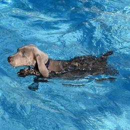 Weimaraner Puppies from Platinum Weimaraners