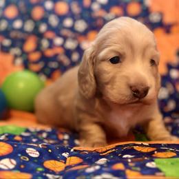 Bo - Cream male Dachshund puppy in Stoutland, Missouri from Farmhouse Dachshunds