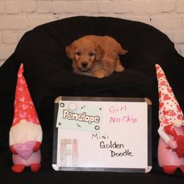 Goldendoodle and Poodle Puppies from Partridge Doodles and Poodles