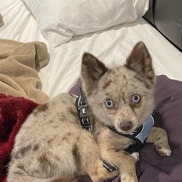Pomeranians and Pomskies from Bonnie’s Little Fluffys