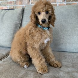 Bay - Apricot Poodle puppy in Union Grove, Alabama from Beltane Bonnies