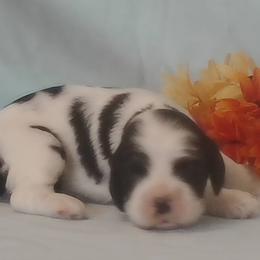 Martha - Black and white female Cocker Spaniel puppy in Crossville, Tennessee from Timber Sunrise Cockers
