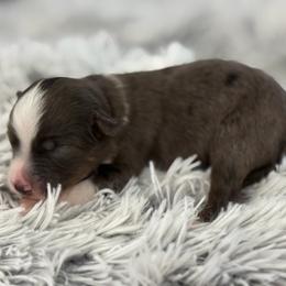 Girl 3 - Blue merle female Toy Australian Shepherd puppy in Ambrose, Georgia from Brandilyn's Aussies