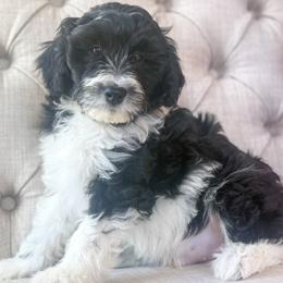 Wednesday💙 - Black and white male Aussiedoodle puppy in Granbury, Texas from Triple Cross Doodles