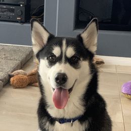 Kaya - Siberian Husky