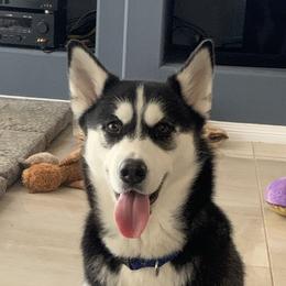 Kaya - Siberian Husky