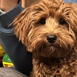 Harvey - Goldendoodle