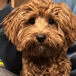 Harvey - Goldendoodle