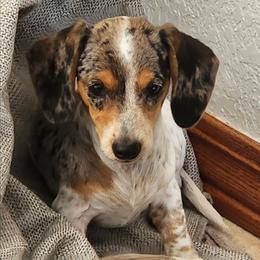 Dana - Dapple female Dachshund puppy in Goodman, Missouri from Jessica's Dashing Dachsunds and Chihuahuas