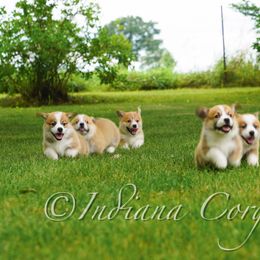 Pembroke Welsh Corgi Puppies from Indiana Corgis LLC