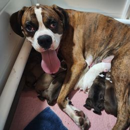Boxer Puppies from Clydesflashyboxers