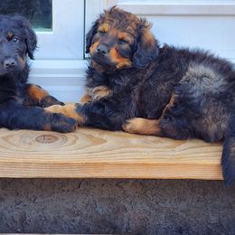 Bernedoodle Puppies from Adorable Dixie Doodles