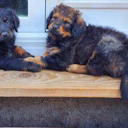 Bernedoodle Puppies from Adorable Dixie Doodles