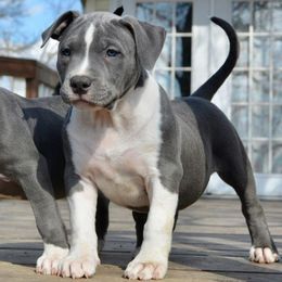 American Bully Puppies from Nitro’s Bullies