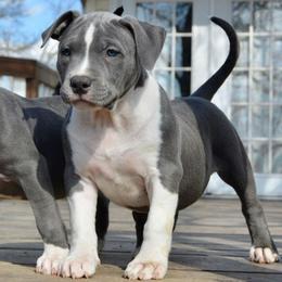 American Bully Puppies from Nitro’s Bullies