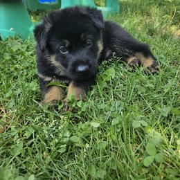 German Shepherd Puppies from Tonkerhaus