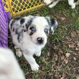 Boy 1 - Blue merle male Australian Shepherd puppy in Lakeland, Florida from Infinite Aussies