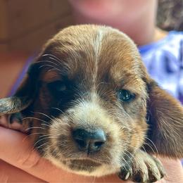 Female 5 - Mahogany and white female Basset Hound puppy in Lindley, New York from Hill Top Basset Hounds & Cane Corso