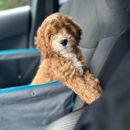 Sarah - Red female Cockapoo puppy in Mint Hill, North Carolina from DoodleForever