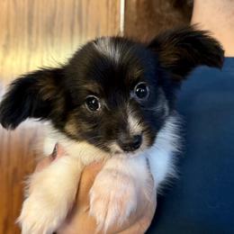 Elliot - White black and tan male Papillon puppy in Boardman, Ohio from Taliaferro Kennel
