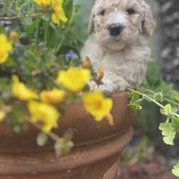 Goldendoodle Puppies from Southeast Texas doodles