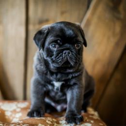 Olaf - Silver male Pug puppy in Placerville, California from Gold Leaf Farm Pugs