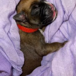 Boston Terrier and Boxer Puppies from Shotgun Pups