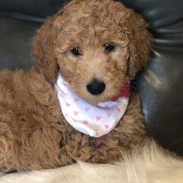 Goldendoodle and Labradoodle Puppies from Danie’s Darling Doodles