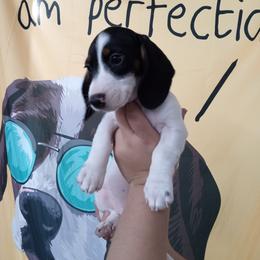 Dachshund Puppies from A&R Dachshund